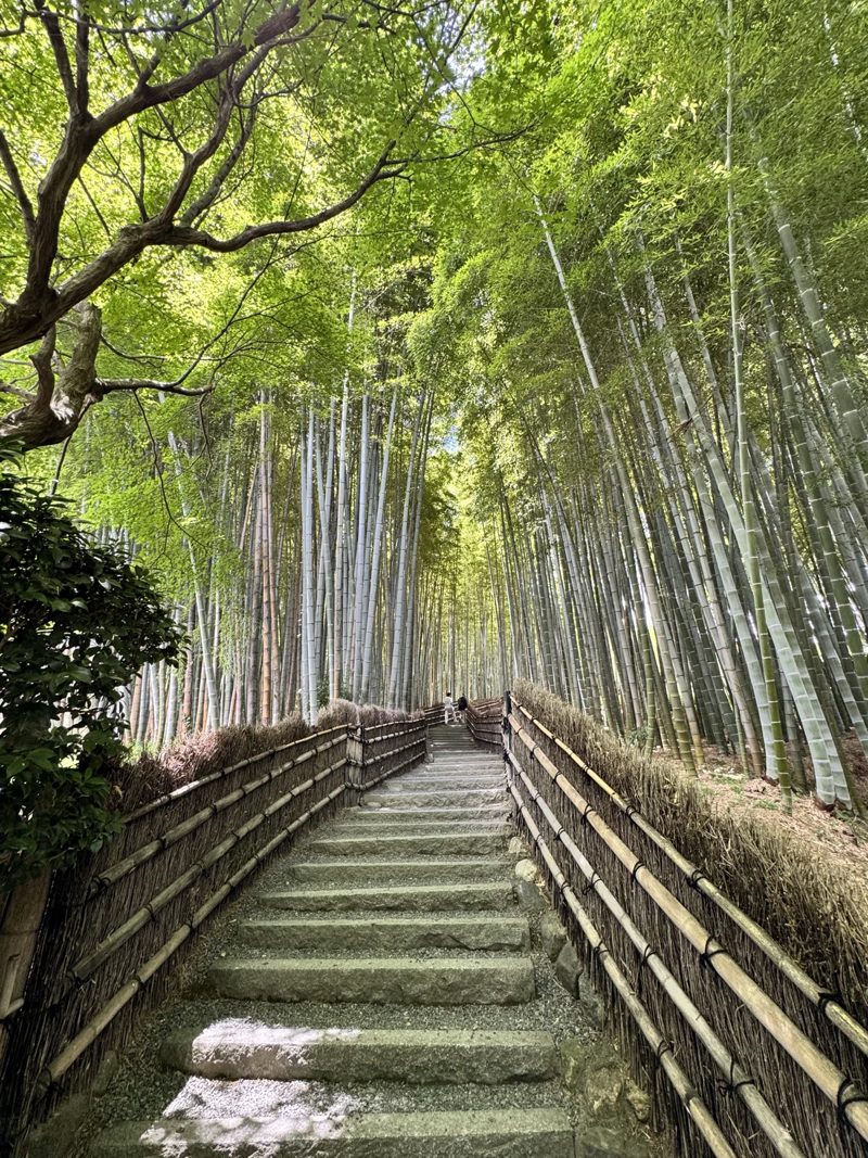 A stone stairway rising through a tall green bamboo grove